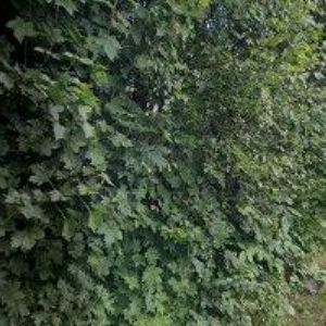 obrazek: avatar GOTTELT JAKUB