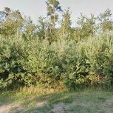 DVOŘÁKOVÁ MICHAELA