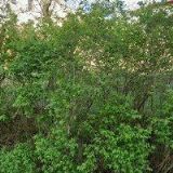 NÁBYTKOVÉ A STAVEBNÍ ZAKÁZKOVÉ TRUHLÁŘSTVÍ