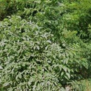 obrazek: avatar MISVO