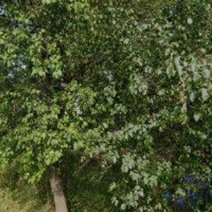 obrazek: avatar MV KOVO