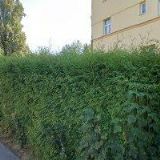 KOREK JELÍNEK spol. s r.o.