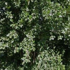 obrazek: avatar ŠUSTEK PAVEL Ing.