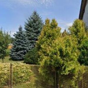 obrazek: avatar MOKRÝ KRBY