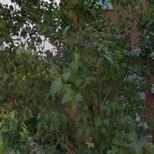 obrazek: avatar BAJZA JIŘÍ-KAMENICTVÍ