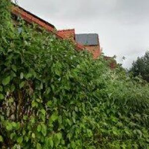 obrazek: avatar TOMÁNEK VÁCLAV