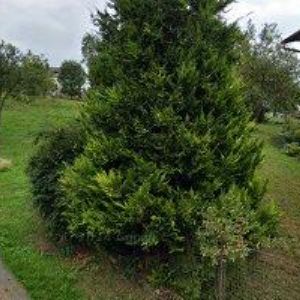 obrazek: avatar SPOFOL