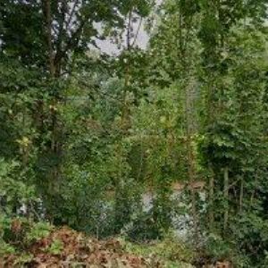 obrazek: avatar KRČIL MAREK Bc.