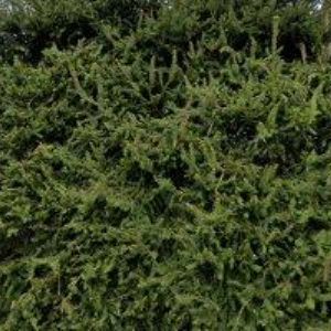 obrazek: avatar ŠOBÁŇOVÁ LENKA-POJIŠŤOVACÍ MAKLÉŘ