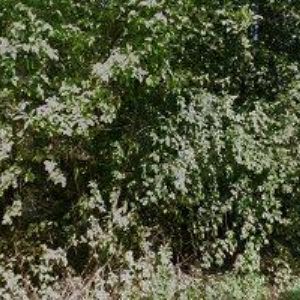 obrazek: avatar J & B UNIQUE