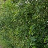 JANEČEK MIROSLAV-ZAŘÍZENÍ PRO MASNÝ A PEKÁRENSKÝ PRŮMYSL