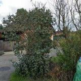 SCHUBERT DAVID-DŘEVOSTAVBY-TURNOV