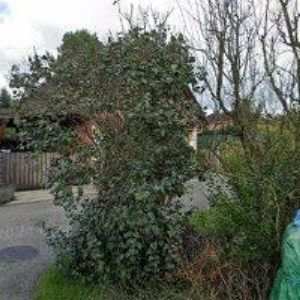 obrazek: avatar SCHUBERT DAVID-DŘEVOSTAVBY-TURNOV