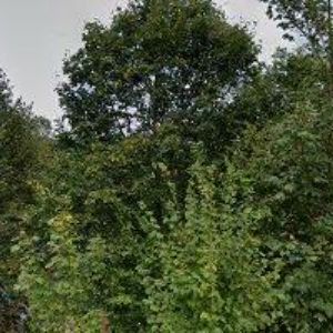 obrazek: avatar PLEŠINGER STAVEBNÍ FIRMA