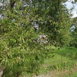 obrazek: avatar DOMY ZA BABKU