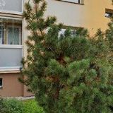 AK-MACEK JOSEF JUDr.