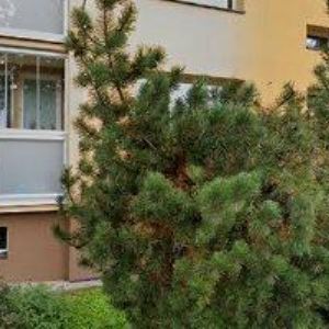 obrazek: avatar AK-MACEK JOSEF JUDr.