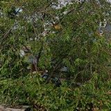 AK-VANČUROVÁ JAROSLAVA JUDr.