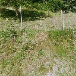 obrazek: avatar MELIŠ IVAN