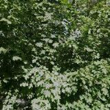 SELLA-ŽÁDOSTI NA DOTACE PRO SOCIÁLNÍ BYDLENÍ spol. s r.o.