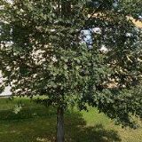 VOTOČEK PETR-SLUNEČNÍ STRÁŇ