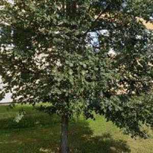 obrazek: avatar VOTOČEK PETR-SLUNEČNÍ STRÁŇ