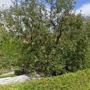 obrazek: avatar MIKÁDO-STŘEDISKO VOLNÉHO ČASU