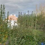 AK-MACKOVÁ MARIE JUDr.