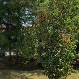 AK-KAMENICKÁ MIROSLAVA JUDr.