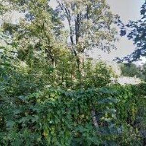 obrazek: avatar MORÁVKOVÁ ALENA Ing.