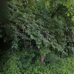 obrazek: avatar KLUB LYŽAŘŮ TURNOV, z.s.