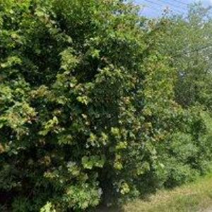 obrazek: avatar DŘEVOVÝROBA PIČMAN KRKONOŠE s.r.o.