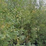 JIZERKA-TEXTIL s.r.o.