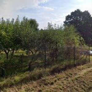 obrazek: avatar DÉMONI ČESKÁ LÍPA