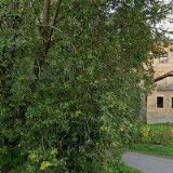 BARUSELOVÁ JANA-STROJNÍ VYŠÍVKY