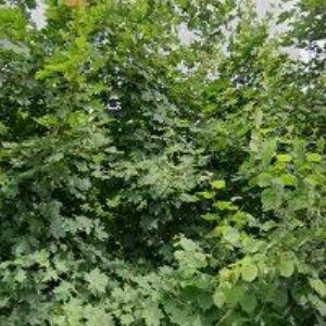 obrazek: avatar SK JÍVAN BĚLÁ, z.s.