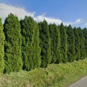 obrazek: avatar OREL JEDNOTA Hrádek nad Nisou