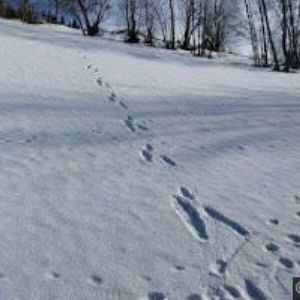 obrazek: avatar MY SKI SCHOOL s.r.o.