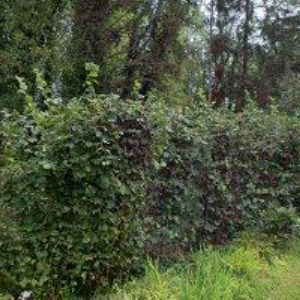 obrazek: avatar TJ TTC Sedlec