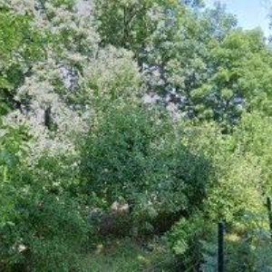 obrazek: avatar SK DŘENICE, z.s.