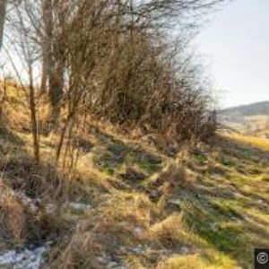 obrazek: avatar KNEBL HOSIERY