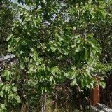 BRUSLAŘSKÝ KLUB UHERSKÝ BROD, z.s.