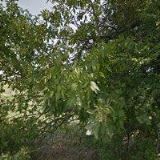 TJ Ostrožská Nová Ves, z.z.