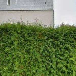 obrazek: avatar RÁFTL TOMÁŠ