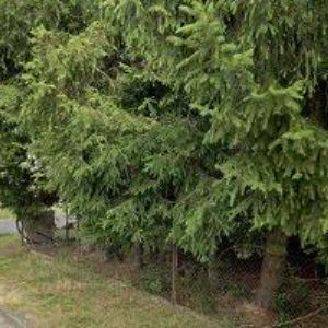 obrazek: avatar HRDINKA ZDENĚK