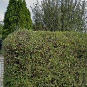 obrazek: avatar VLČKOVÁ LADA Mgr.