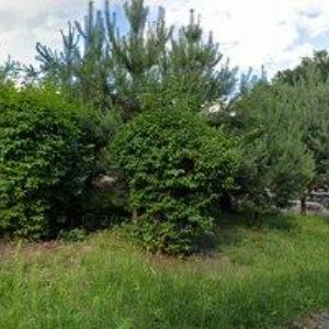 obrazek: avatar DOSTÁLOVÁ TEREZA-FOTO, VIDEO