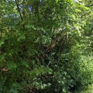 obrazek: avatar HANYCOM