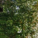 JIROUNEK BOHUSLAV-JIRMONT