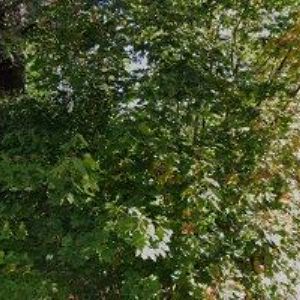 obrazek: avatar JIROUNEK BOHUSLAV-JIRMONT